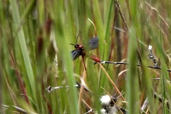 Ichneumon cupitus