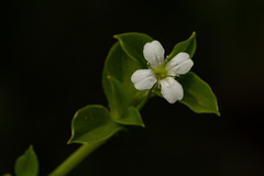 Silene kiwuensis