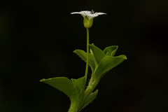 Silene kiwuensis