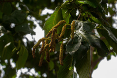 Alnus rubra