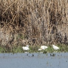 Platalea leucorodia