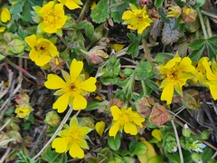 Potentilla incana