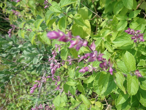 Image of Ocimum labiatum by no rights reserved