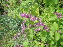 Ocimum labiatum