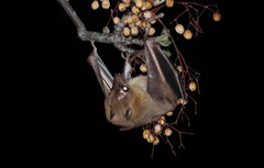 Rousettus aegyptiacus