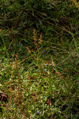 Rumex acetosella