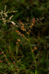 Rumex acetosella