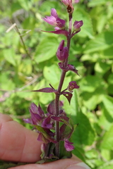 Ocimum labiatum