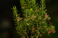 Erica mannii