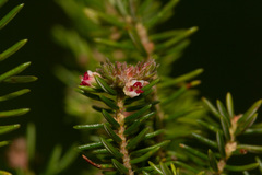 Erica mannii
