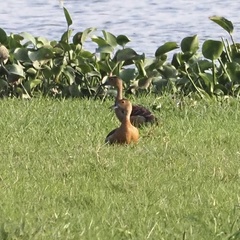 Dendrocygna javanica