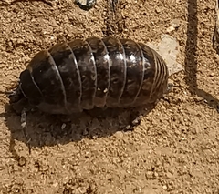 Armadillidium vulgare