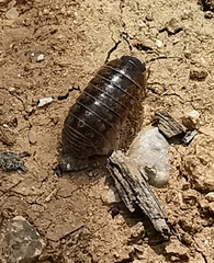 Armadillidium vulgare