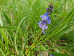 Veronica satureiifolia