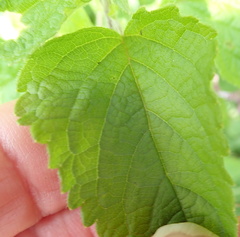 Ocimum labiatum