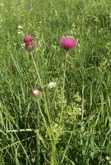 Carduus hamulosus