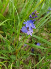 Veronica satureiifolia