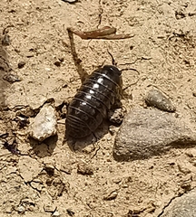 Armadillidium vulgare