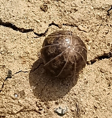 Armadillidium vulgare