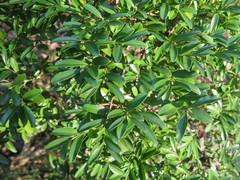 Buxus bodinieri