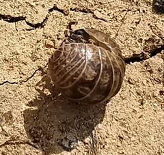 Armadillidium vulgare