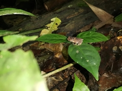 Ingerophrynus parvus