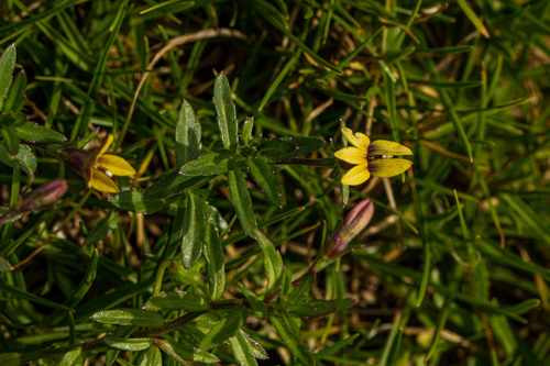 Monopsis stellarioides image