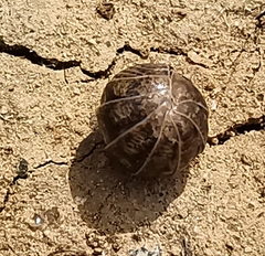 Armadillidium vulgare