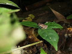 Ingerophrynus parvus