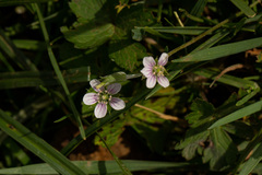 Geranium arabicum