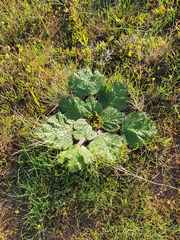 Arctopus echinatus