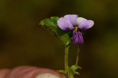 Viola abyssinica