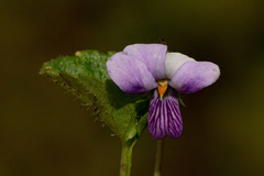 Viola abyssinica