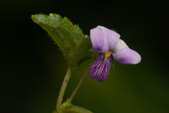 Viola abyssinica