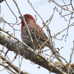 Haemorhous mexicanus