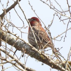 Haemorhous mexicanus