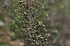 Blindiadelphus recurvatus