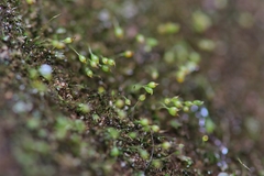 Blindiadelphus recurvatus