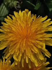 Taraxacum officinale