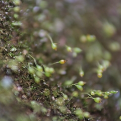 Blindiadelphus recurvatus