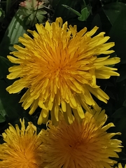 Taraxacum officinale