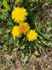 Taraxacum officinale