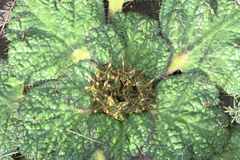 Arctopus echinatus