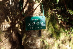 Castanopsis sieboldii