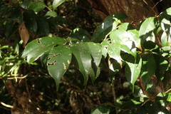 Castanopsis sieboldii