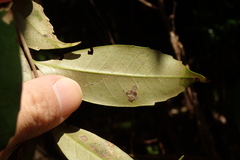 Castanopsis sieboldii