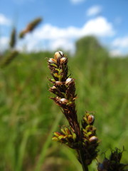 Anthracoidea buxbaumii