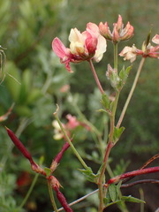Acmispon grandiflorus