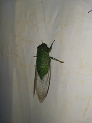 Dundubia