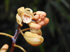 Erythrorchis altissima